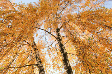 Obraz premium autumn