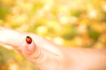 Ladybug on hand, golden autumn background