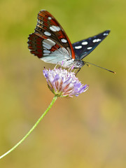 Southern White Admiral butterfly (Limenitis reducta) feeding on knautia flower
