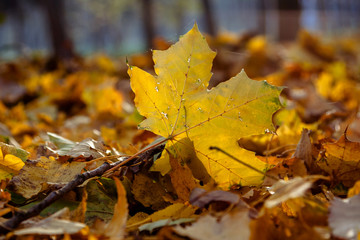 Autumn in the city park. The city of Khmelnitsky