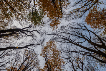 Autumn in the city park. The city of Khmelnitsky