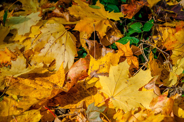 Autumn in the city park. The city of Khmelnitsky