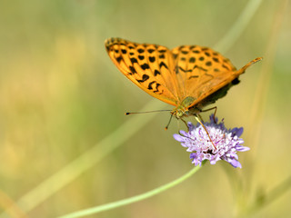 Obraz premium Silver-washed Fritillary butterfly (Argynnis paphia) feeding on scabiosa flower 