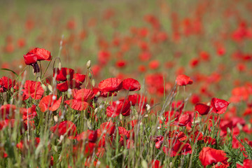 poppy field of red poppies