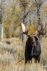 Naklejka na ściany i meble Bull Shiras Moose in Fall