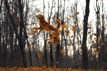 Fototapeta na wymiar the dog jumps behind the leaves. Nova Scotia duck tolling Retriever in nature. Pet in autumn Park