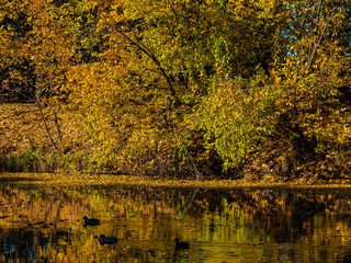 Fototapeta premium Autumn on the shore of the pond