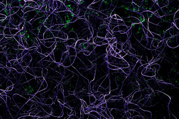  Neuron fiber microscope