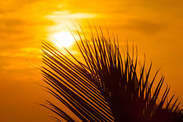 Silhouette af palm leave against golden sunset