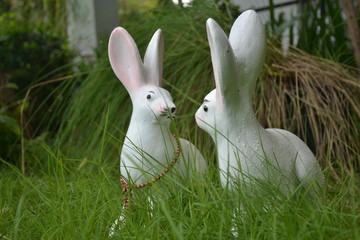 white rabbit in the grass