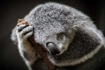 Close-up of a sleeping furry koala