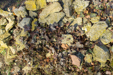 Strukturen und Muster, Steine und Gewächs