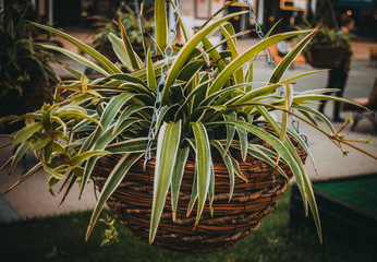 Pot of flowers hanging