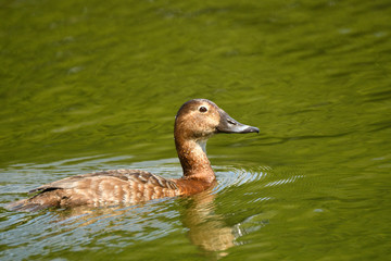 Tafelentenweibchen 