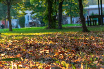autumn in the park