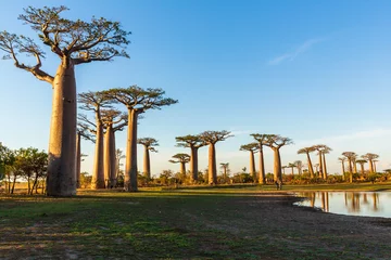 Foto op Canvas Mooie Baobab-bomen bij zonsondergang aan de laan van de baobabs in Madagascar © vaclav