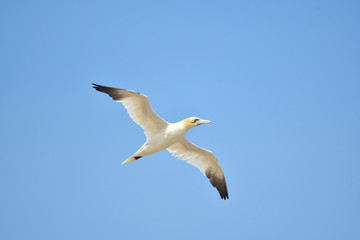 Basstölpel Helgoland