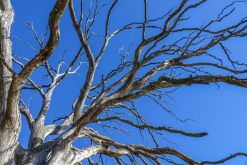 Dead old oak tree without leaves. Blue sky in the background.