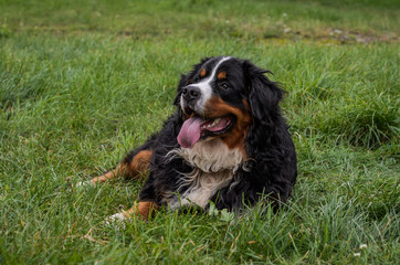 A dog of the Berner Sennenhund breed during a walk on the street