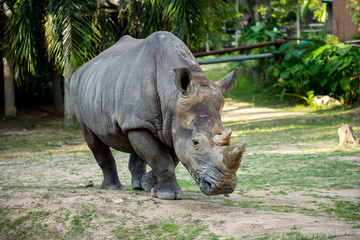 Obraz premium rhinoceros in zoo