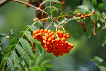 Rowan berries, Mountain ash (Sorbus)
