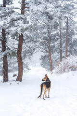 German Shepherd Dog