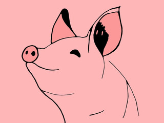 Sketch of pork head.