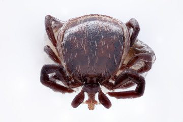 The Tick	