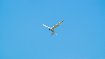 Common Tern Hovering in Blue Sky
