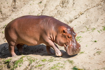 hippo