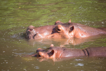 Obraz premium hippo in water