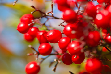 FRUTOS ROJOS TIPO BAYAS