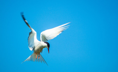 Common Tern Hovering in Blue Sky
