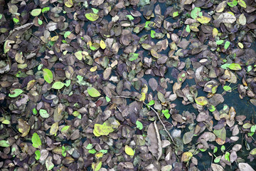 background of green leaves
