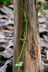 Obraz premium ants on a tree