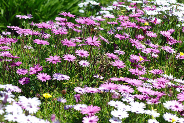 CAMPO DE FLORES. FLORIDO, SILVESTRE