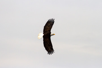 bald eagle in flight