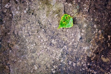 Concrete background with autumn foliage. Autumn mood. A simple, solid background leaves a clean space for copyrights, as well as for lengthening, adding text or logo. Copy space. Welcome Autumn