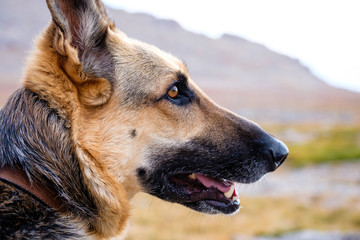 German Shepherd Dog