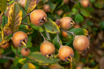 Fruit of Common medlar - Mespilus germanica