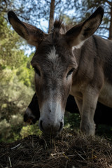 Naklejka na ściany i meble Esel auf Mallorca 