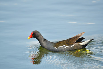 Teichhuhn 