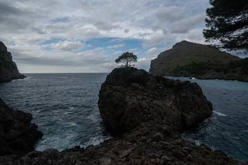 Ein Baum auf einem Stein am Meer auf Mallorca