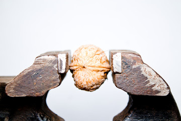 walnut in a vice closeup on white background