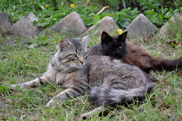 Obraz premium cat, animal, kitten, pet