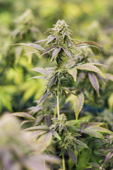 CBD Cannabis Pflanze