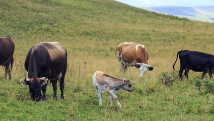 Alpine pasture in the forest for cows and calves.