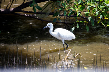great blue heron