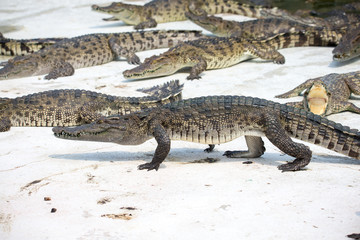 crocodile