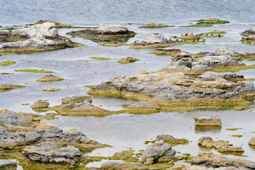 Kormorane an der Ostsee in Schweden im Herbst